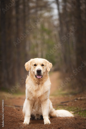 Beautiful and free dog breed golden retriever sitting outdoors in the forest at sunset in spring