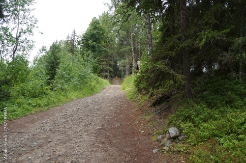 country road in coniferous forest