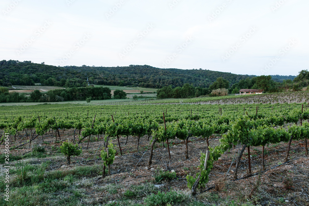 France Vineyard Sunrise