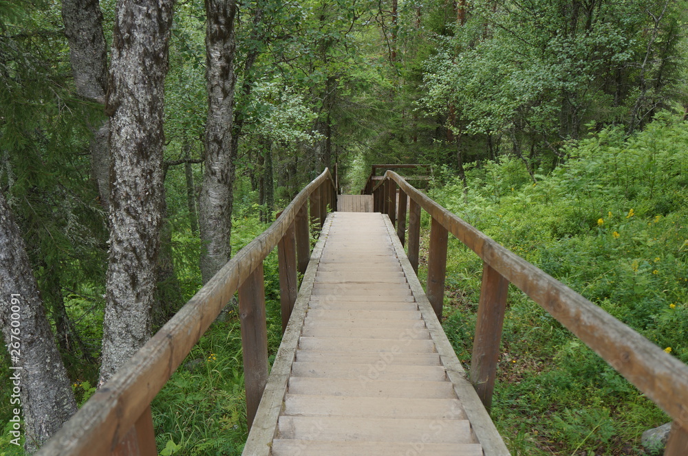 Fototapeta premium wooden bridge in the forest