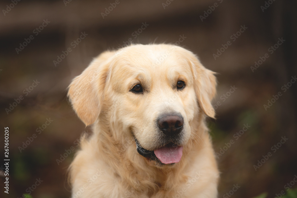 Beautiful and happy beige dog breed golden retriever lying outdoors in the forest at sunset in spring