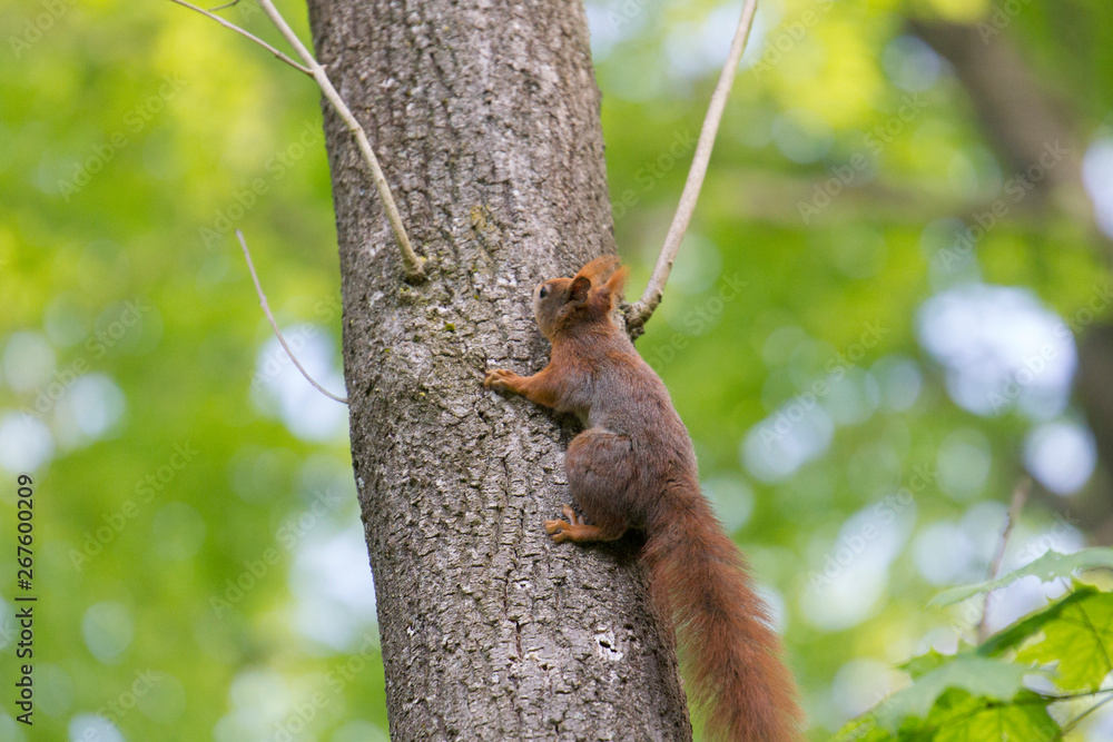 European brown squirrel in summer coat on a branch in the forest European brown squirrel in summer coat on a branch in the forest