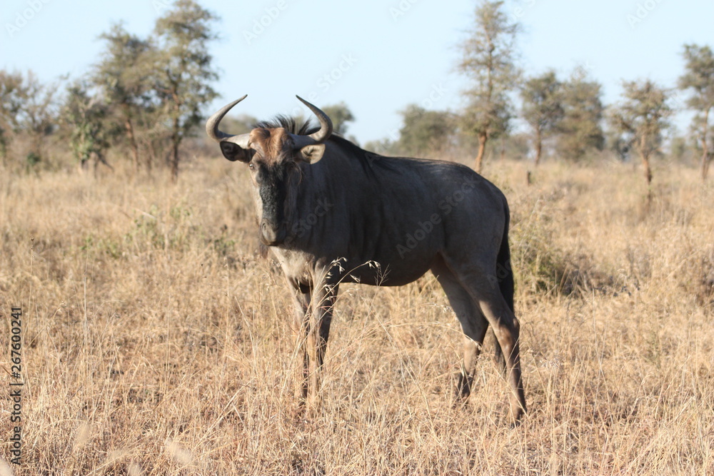 Wildebeest looking for a river to cross where it can be eaten Wildebeest looking for a river to cross where it can be eaten