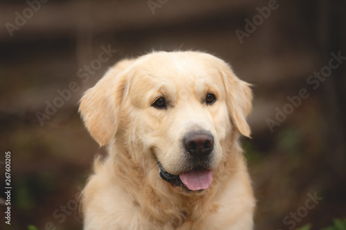 Beautiful and happy beige dog breed golden retriever lying outdoors in the forest at sunset in spring