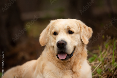 Beautiful and happy beige dog breed golden retriever lying outdoors in the forest at sunset in spring
