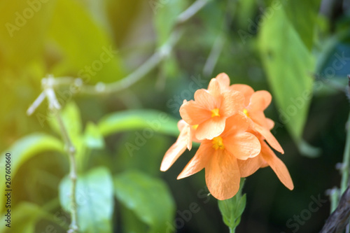 Closeup of orange amaryllis flower pastel color background with selective focus.