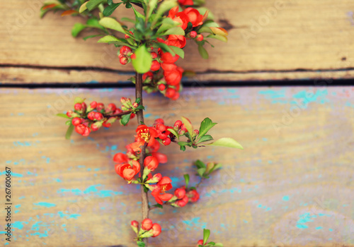 quince blossoming branch on wooden background