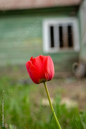 Selective focus of tulip flower with abandoned farmstead in background photo