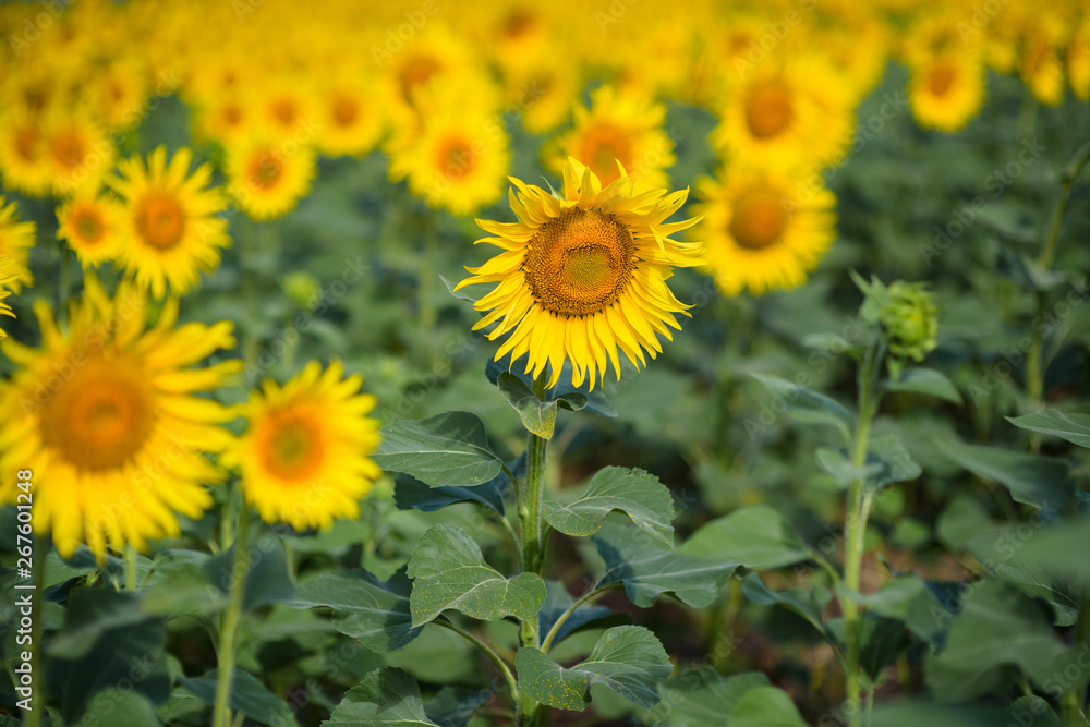 Sunflower field. Many yellow sunflower in a field Sunflower field. Many yellow sunflower in a field