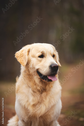 Beautiful and free dog breed golden retriever sitting outdoors in the forest at sunset in spring