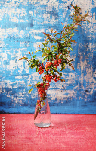 quince blossoming branch in the glass vase on wooden background