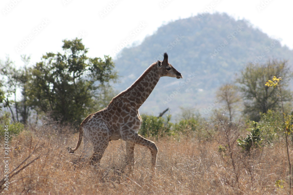 Obraz premium Juvenile Giraffe