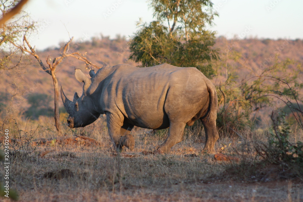 Fototapeta premium Rhino, Kruger Park
