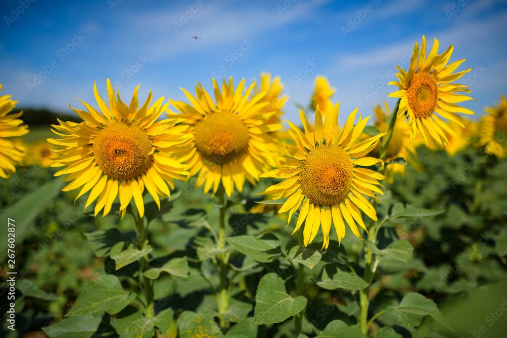 Fototapeta premium Sunflower field. Many yellow sunflower in a field