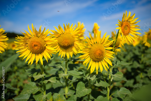 Sunflower field. Many yellow sunflower in a field