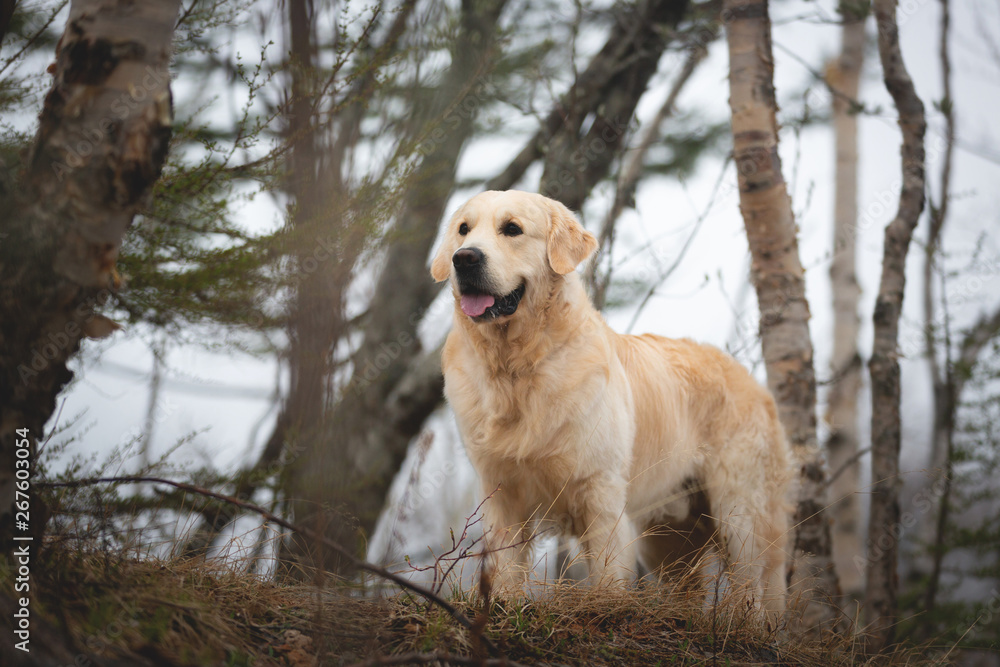 Beautiful and free dog breed golden retrieverstanding outdoors in the green forest at sunset in spring