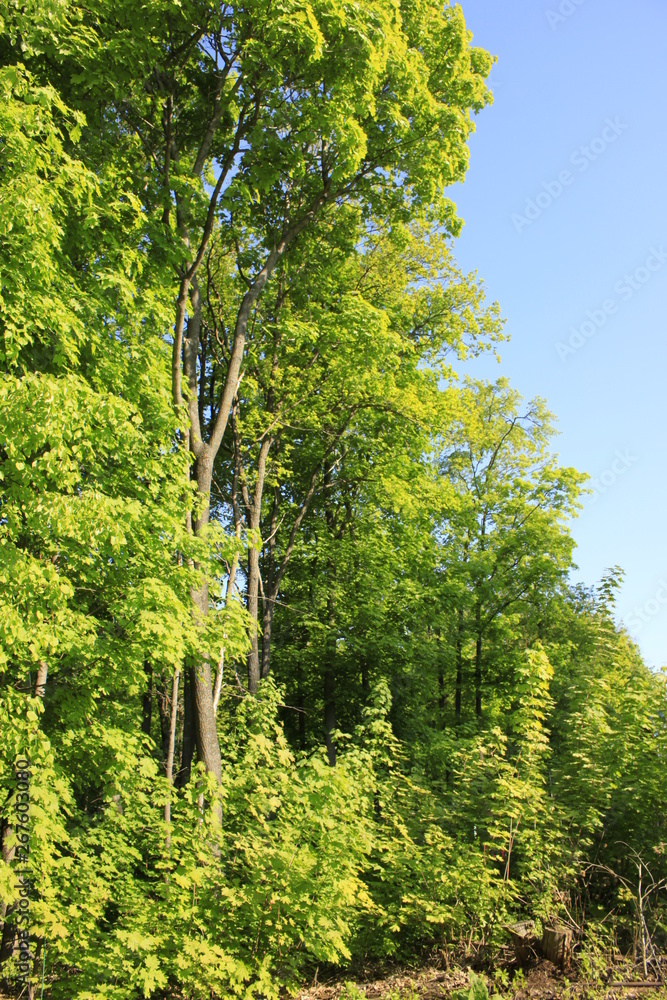 Fototapeta premium trees in the park