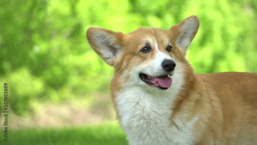 welsh corgi on a walk in the park welsh corgi on a walk in the park