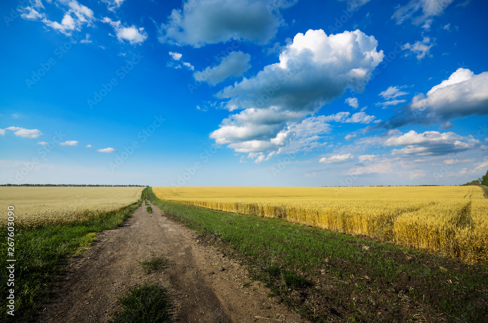 Obraz premium Wheat field summer sunny day under cloudy blue sky