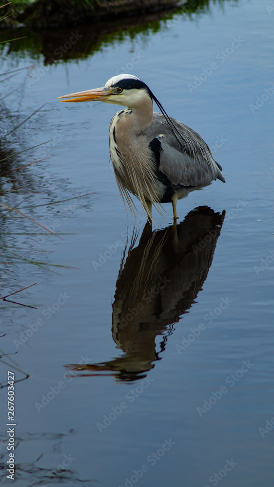 Large Grey Heron, Ardeidae, Single Bird Close Up, eyeline low angle view, searcing for food on riverbank