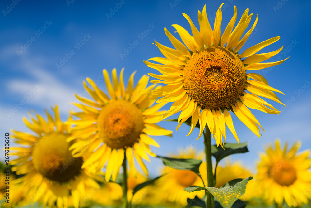 Sunflower field. Many yellow sunflower in a field Sunflower field. Many yellow sunflower in a field