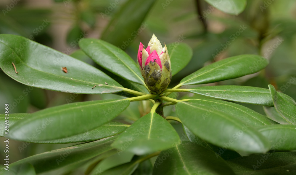 Rhododendron just about to Bloom During Spring, Somwhere in Poland. Rhododendron just about to Bloom During Spring, Somwhere in Poland.