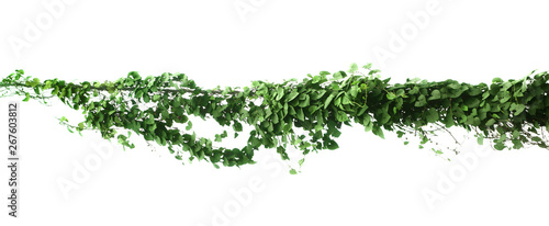 green Ivy plants hanging on electrical wires isolate white background