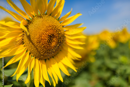 Sunflower field. Many yellow sunflower in a field