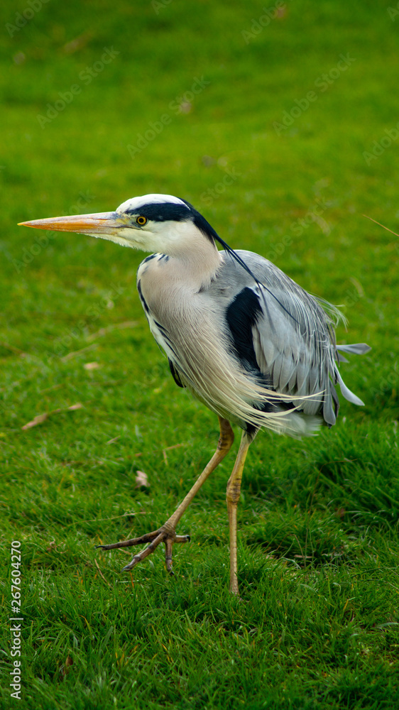 Large Grey Heron, Ardeidae, Single Bird Close Up, eyeline low angle view, searcing for food on riverbank Large Grey Heron, Ardeidae, Single Bird Close Up, eyeline low angle view, searcing for food on riverbank