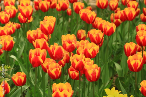 The flowers of red tulip and yellow