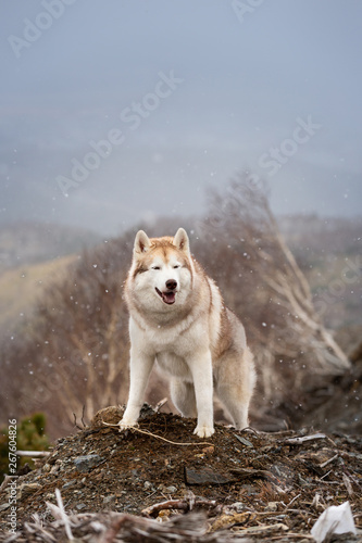 gorgeous and free beige and white Siberian husky dog standing on the mountain. A dog on a natural background.