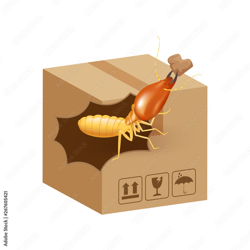termite bites eat paper boxes brown isolated on white background