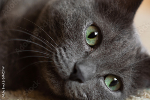 Fat blue russian cat lying on grey rug. close up portrait