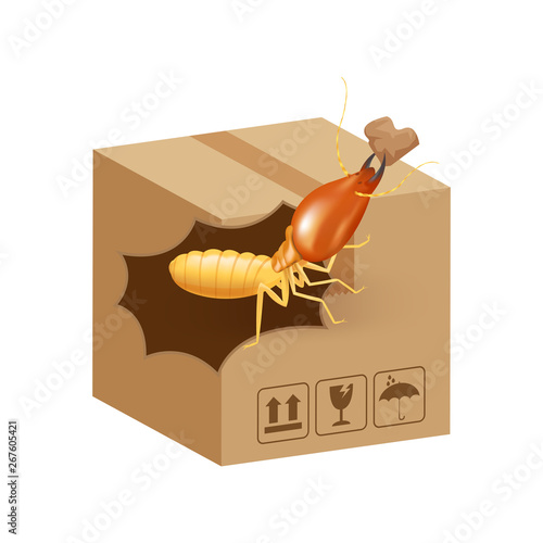 termite bites eat paper boxes brown isolated on white background, termites on cardboard boxes damaged, termites walking on corrugated case, termite on crate damaged box