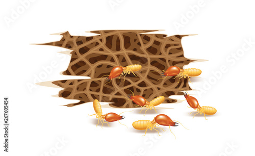 termite nest and wooden burrow damaged isolated on white background, nest termite and wood decay, texture wood with nest termite or white ant, damaged white wooden eaten by termite or white ants