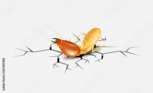 termite, dead termites on crack white grey background, dead termite on cement texture with destruction and damage concept, termites over cracks in white grey wall surface, termite on the cracked hole