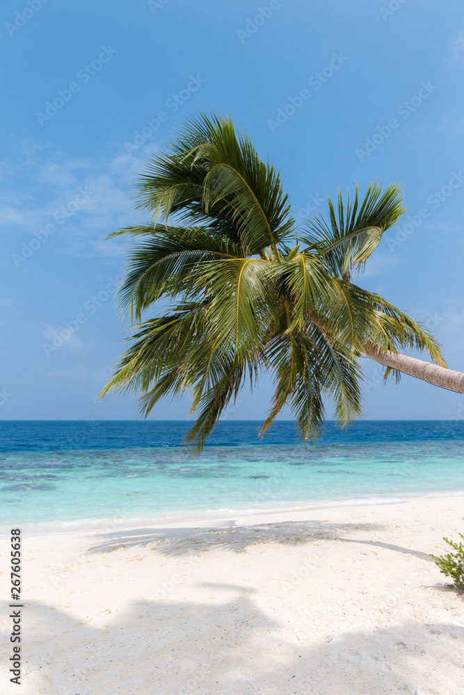 Coconut tree on a white sandy beach and crystal clear water in the Maldives