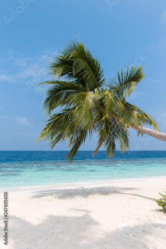 Fototapeta Naklejka Na Ścianę i Meble -  Coconut tree on a white sandy beach and crystal clear water in the Maldives