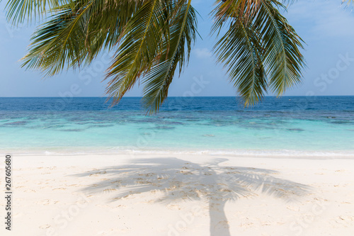 Coconut tree on a white sandy beach and crystal clear water in the Maldives