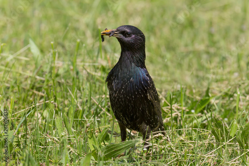 close up of starling eating worm in grass