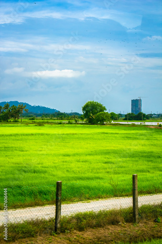 Yellowish green paddy field with blue sky. © Tan
