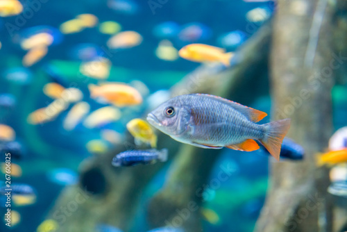 Fototapeta Naklejka Na Ścianę i Meble -  Trevally fish in Thailand
