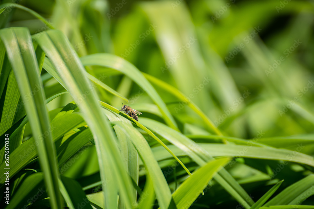 Bee on the grass Bee on the grass