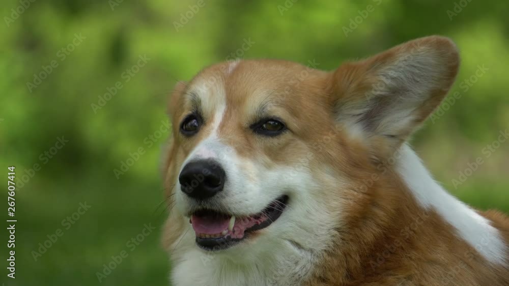portrait of welsh corgi on the green lawn portrait of welsh corgi on the green lawn