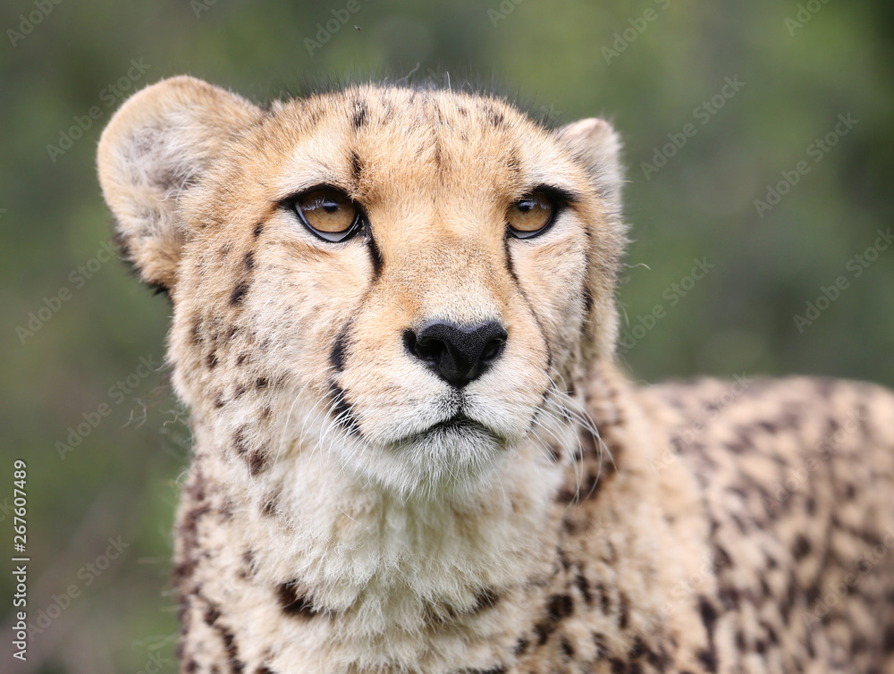 cheetah portrait with natural background cheetah portrait with natural background