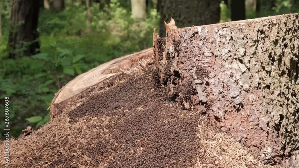Video of anthill with swarming ants in the sunlight in the green forest, spring time. Beautiful nature in the morning in the fog. Magic fairy forest with mysterious lights. Video of anthill with swarming ants in the sunlight in the green forest, spring time. Beautiful nature in the morning in the fog. Magic fairy forest with mysterious lights.