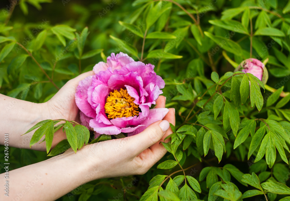 Woman holding a peony flower in hands Woman holding a peony flower in hands