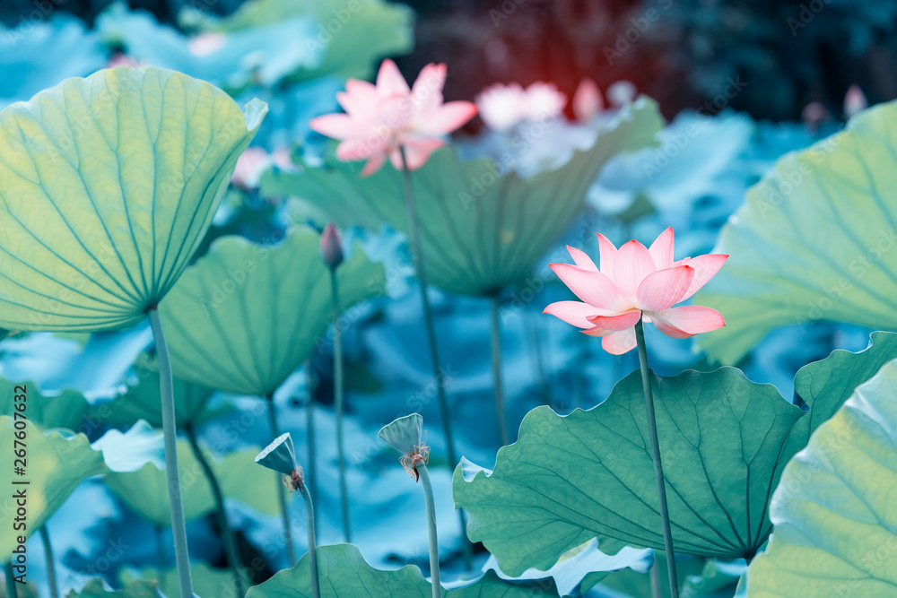 blooming lotus flower in garden pond blooming lotus flower in garden pond