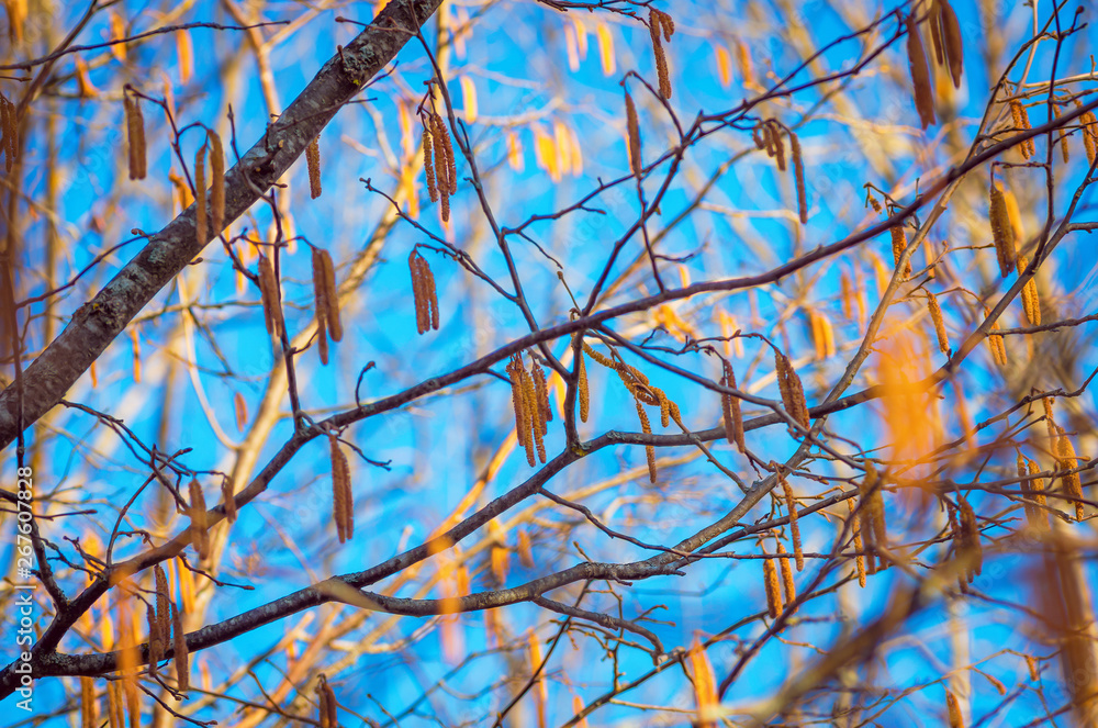 Obraz premium Noisetier commun – Corylus avellana L., Chatons mâles en fleurs.