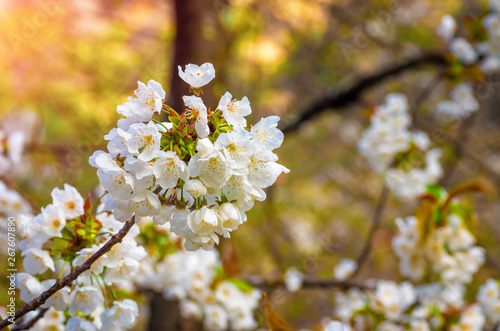 Cherry blossom, spring  background.